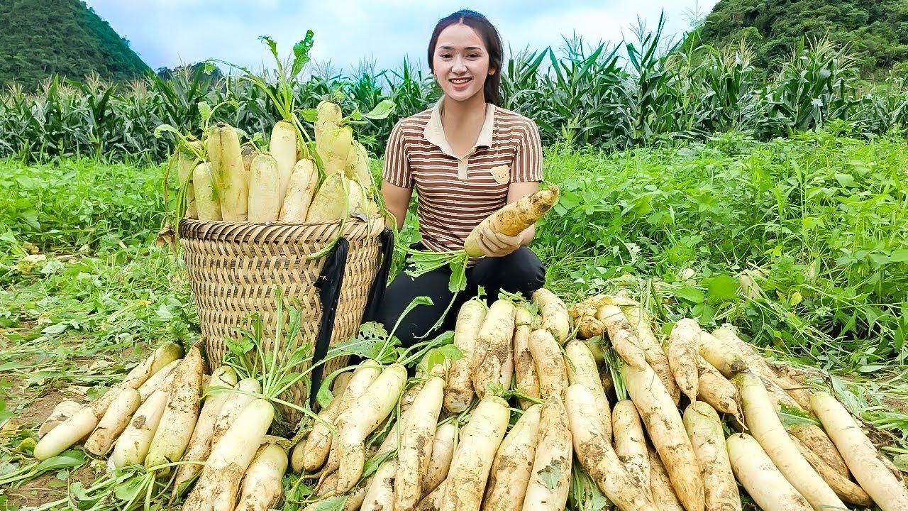 TIMELAPSE – I Harvested TONS of Fresh WHITE RADISHES and Sold Them at the Market