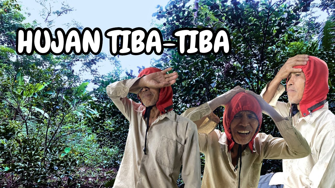 Belum Selesai Nyemprot, Hujan Tiba-Tiba Turun 🌧️ | Kebun Jeruk Kecil
