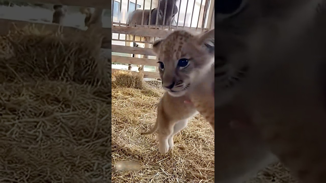 They Separated a Baby Lion From His Best Friend&hellip; A Baby Donkey 😭  #storytime