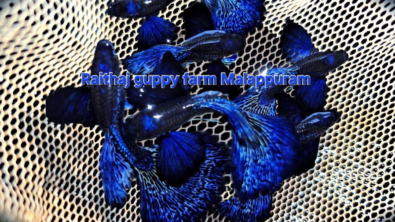 Blue Colour Guppies 💙 | Purple Berry Dragon Big Ear 😍 | Guppy Farm Kerala 🐠 #guppies 
