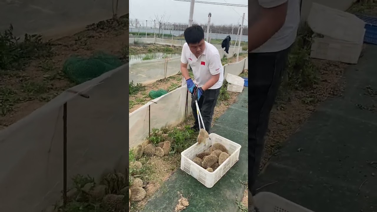 Cute Hedgehogs Released Into Garden 🦔😍 | Amazing Animal Rescue #Shorts#video#viral