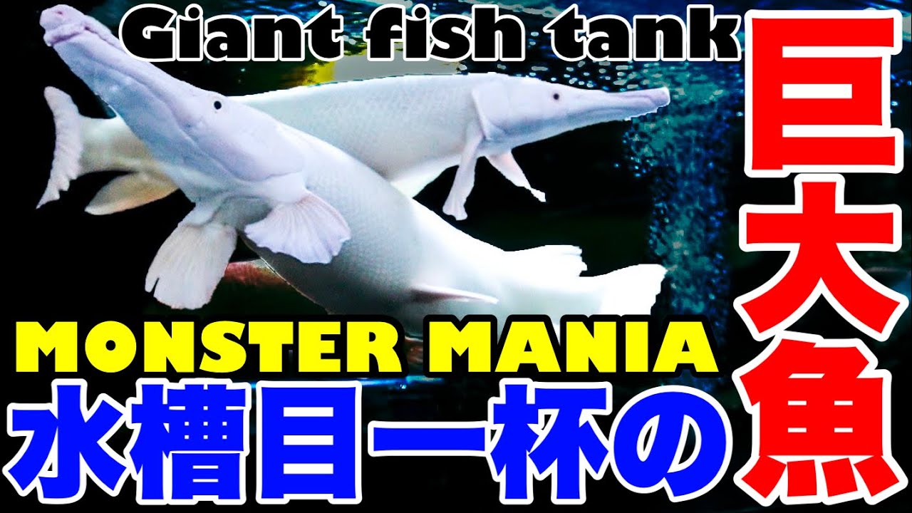 【とにかくデカイ】水槽目一杯！古代魚！巨大魚！モンスターサイズの熱帯魚を飼育するマニアが凄かった！アクアリウム　aquarium tropicalfish