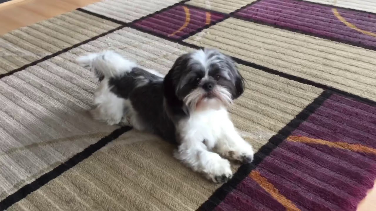 shih tzu dog goes crazy for 2 and a half minutes