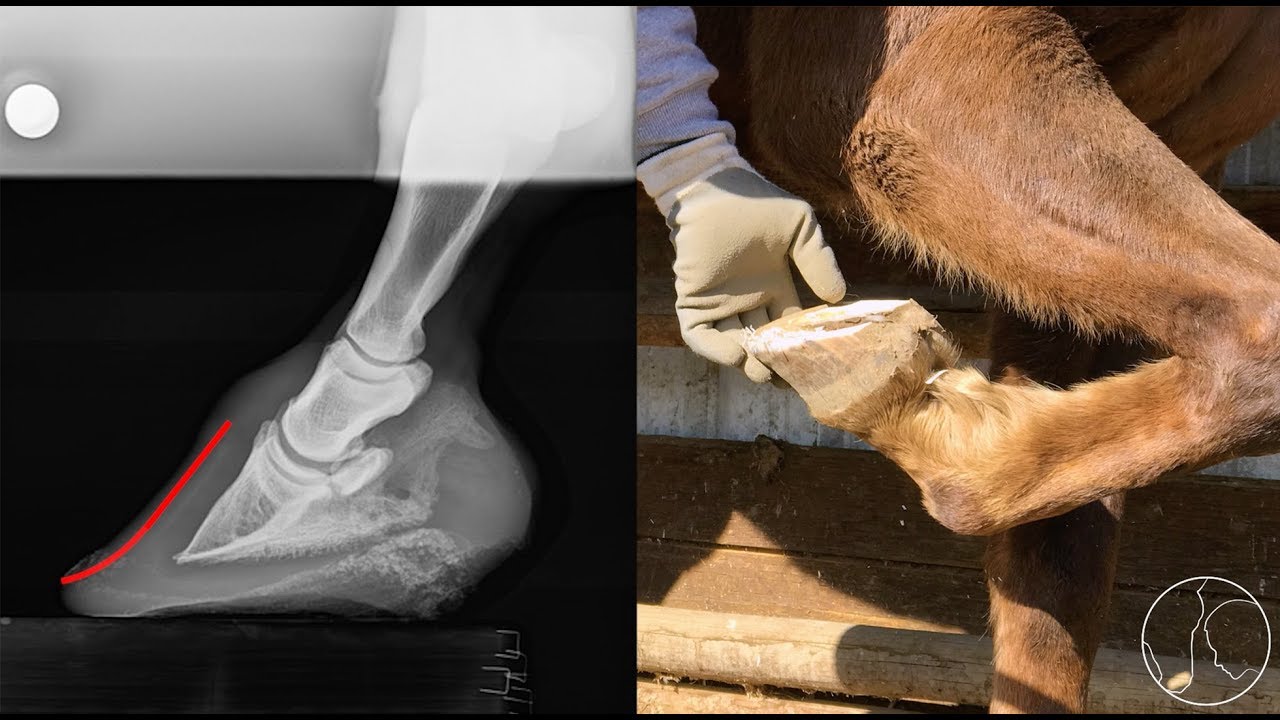 Hoof Care with Jerry Schmidt: Trimming to Address Imbalance