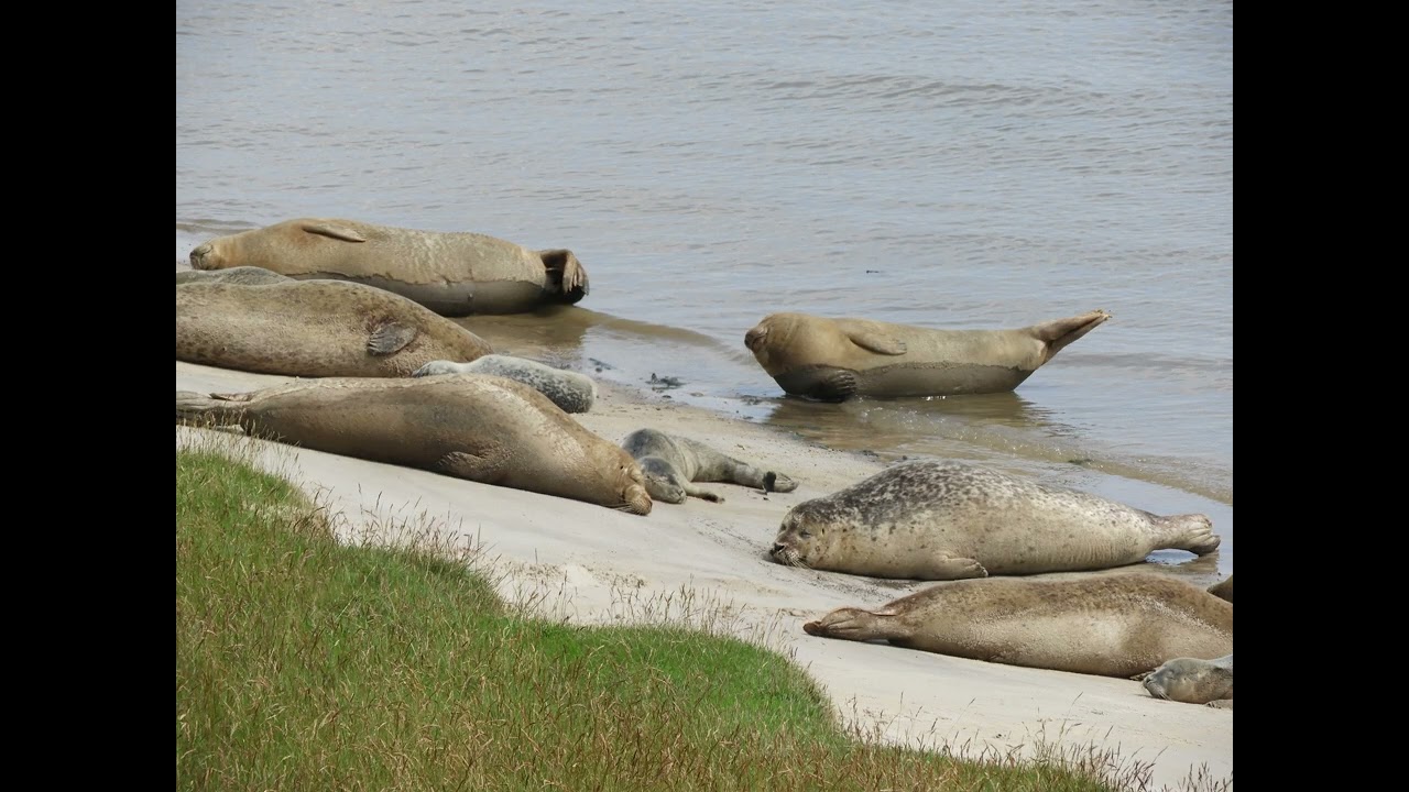 Zeehonden. Juni 2025 Punt van Reide Groningen