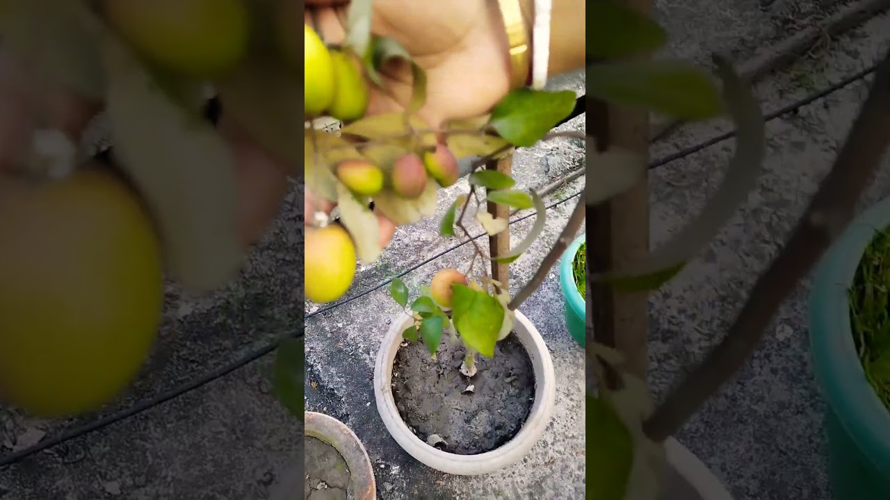 Red Kashmiri Apple Ber