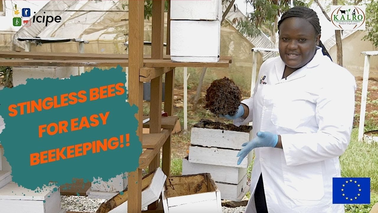 Stingless Bees! Why everyone can rear them! their sweet honey and more!