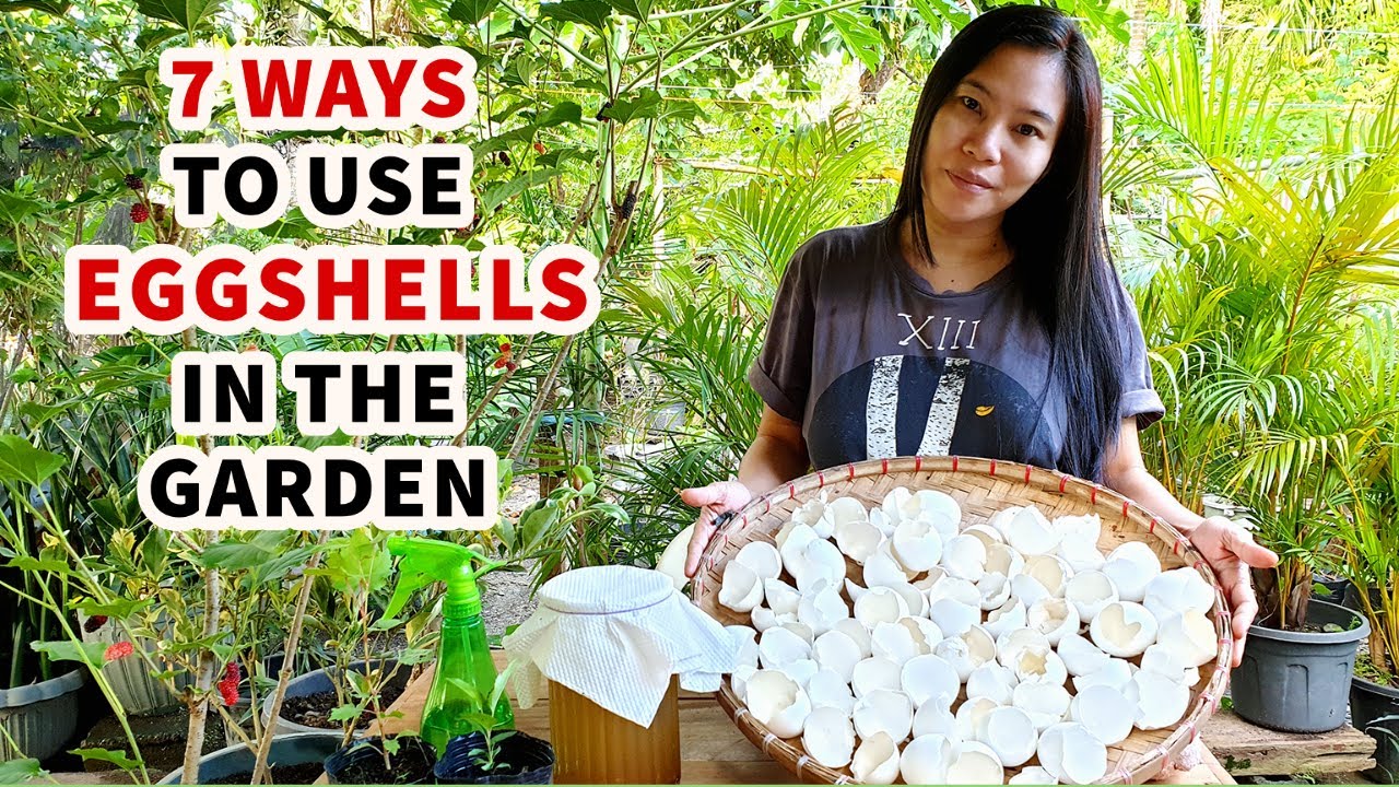 STOP THROWING OUT YOUR EGGSHELLS | 7 WAYS TO USE EGGSHELLS IN THE GARDEN