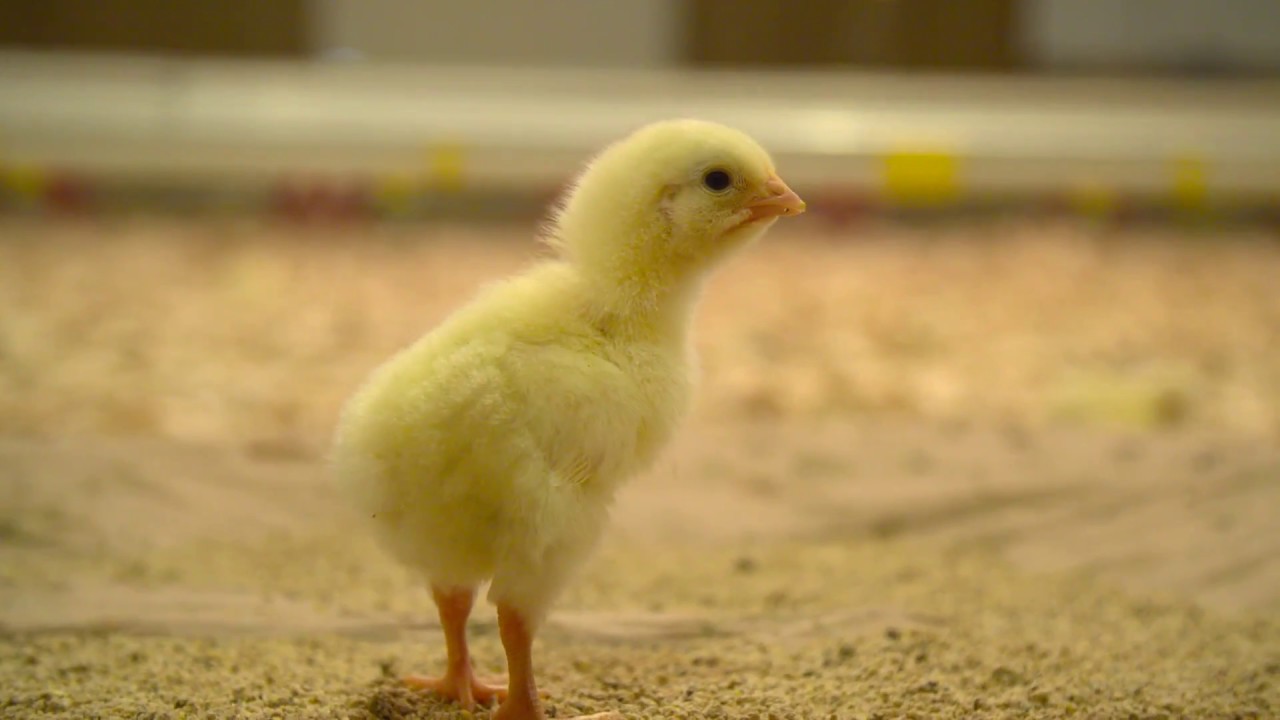 Chicken Farmers of Canada's Animal Care Program