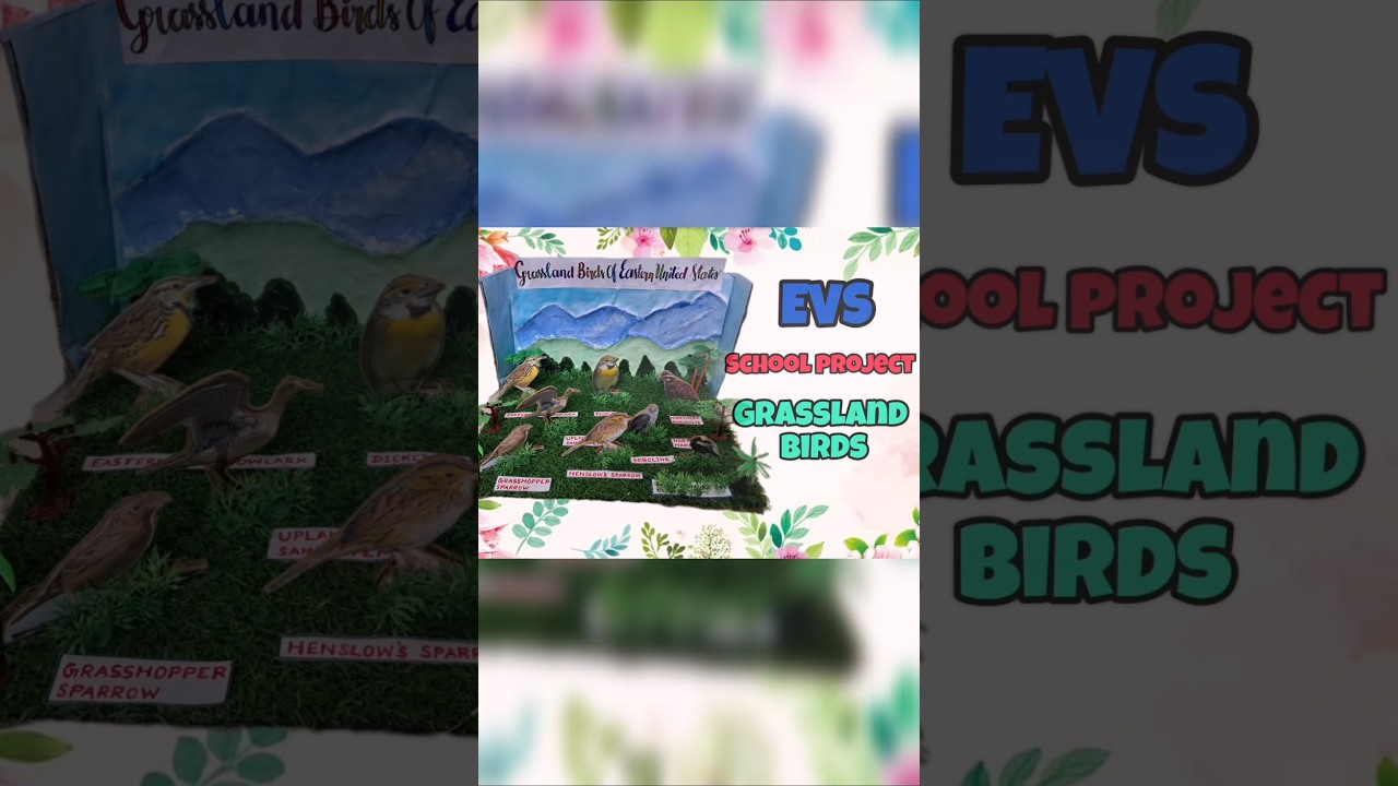 Bird sanctuary school project | Easy EVS project model | Grassland birds model 