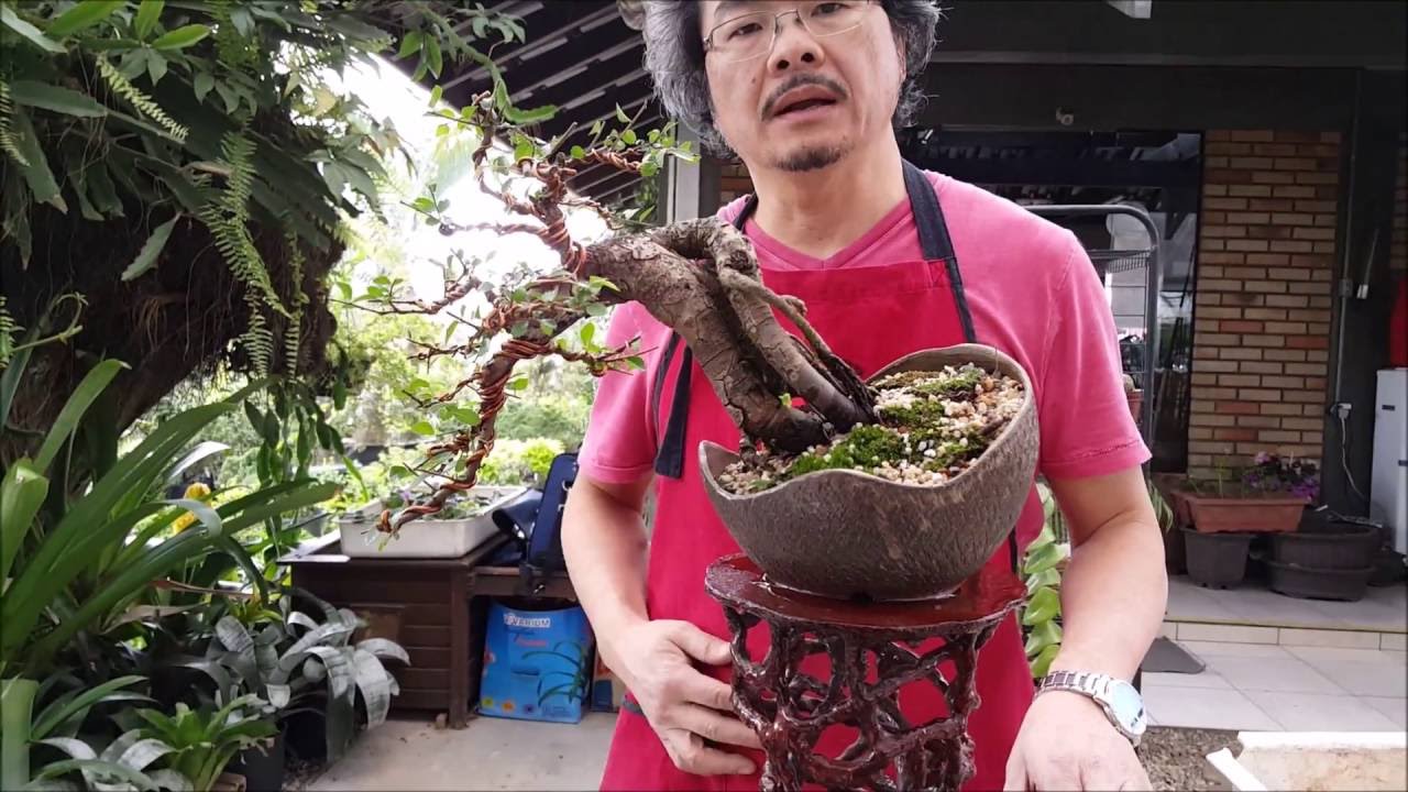Estética do Bonsai 2: Transplante, seleção de  galhos e reposicionamento da planta - Nipon Bonsai