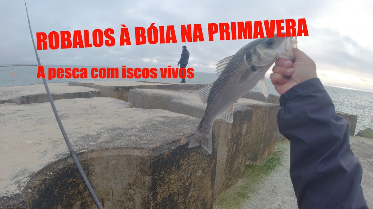 Robalos à bóia na primavera com isco vivo