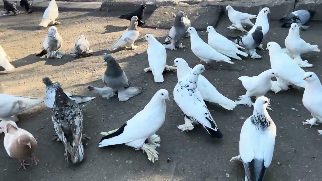 Все кормят сами Генетика 🧬  #pigeon #kabootar #georgia