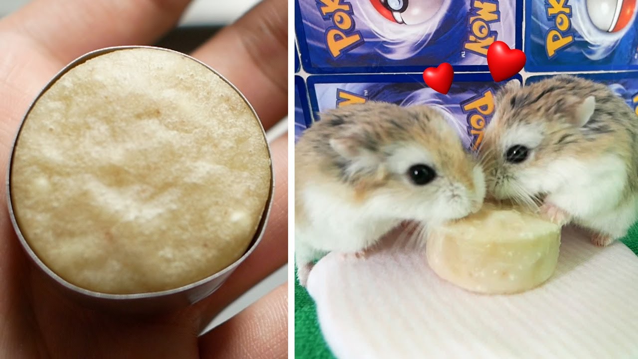 【DIY】倉鼠的蛋糕 🐹Cheese Cake (重新上載)