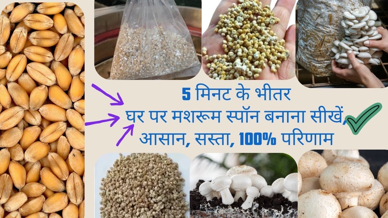 🍄‍🟫मशरूम बीज बनाने का आसान फार्मूला/Mushroom Spawn at Home #mushroom #mushroomspawn #mushroomfarming