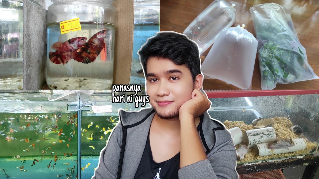 SHOPPING DI KEDAI IKAN KOK AQUARIUM OLDTOWN PETALING JAYA | ikan laga, ikan guppy , ikan platty, etc