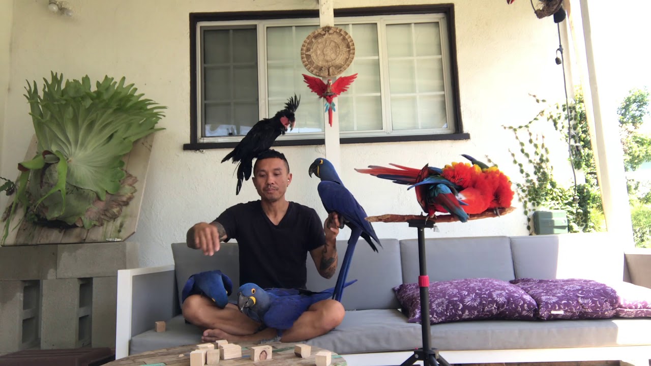 Free Flying Parrots | Bird Behavior Training