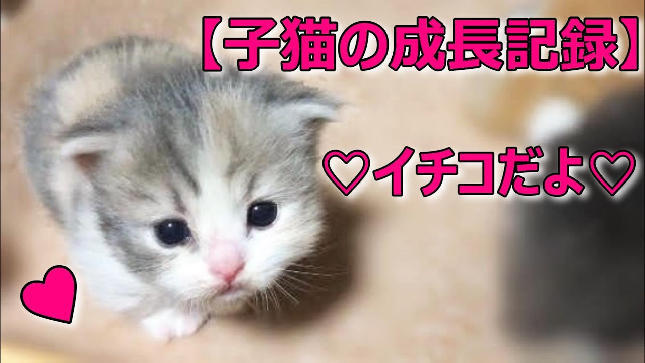 【子猫の成長記録♡マンチカン短足♡タマちゃんの子育て∼イチコ編∼】2020年6月最新ブリーダー情報!!『タマの日常Vol.15』６匹兄妹♡猫の子育て動画♡猫専門ブリーダー『ペット蔵人』