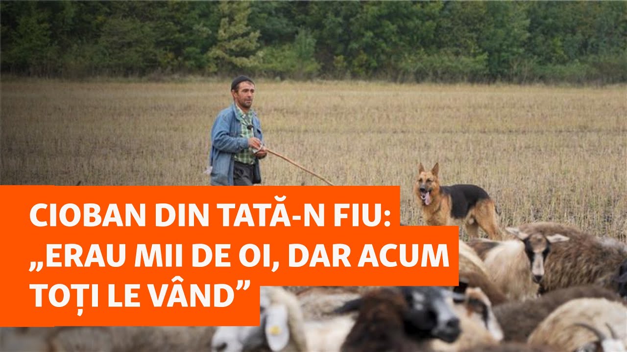 Cioban din tată-n fiu: „Erau mii de oi, dar acum toți le vând”