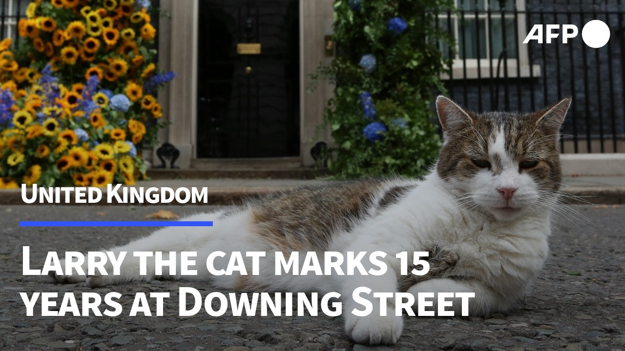 Larry the cat celebrates 15 years as Downing Street's chief mouser | AFP