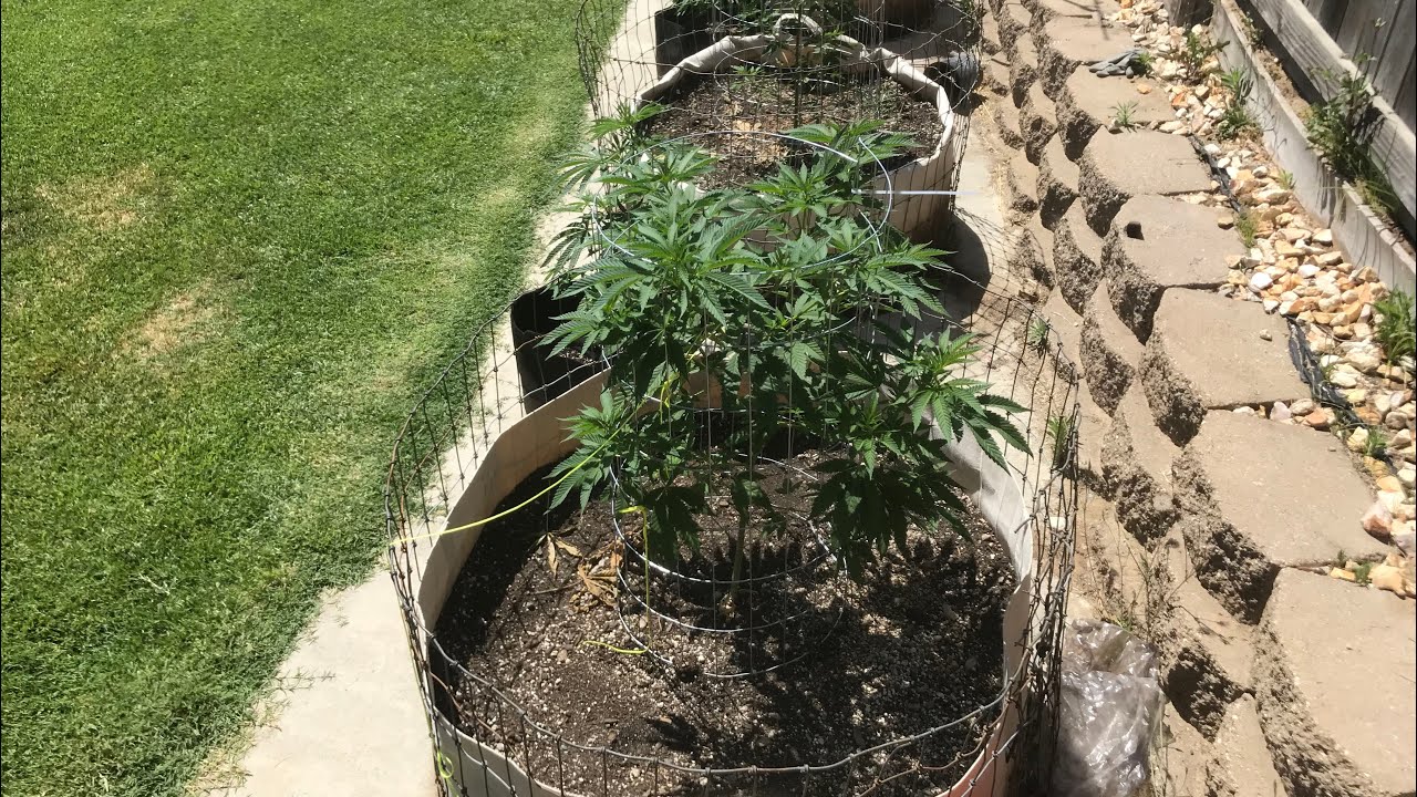 2019 outdoor grow