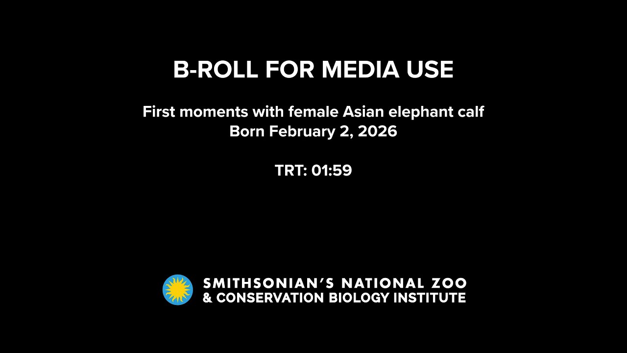 B-roll for Media: Asian Elephant Calf Born at Smithsonian's National Zoo