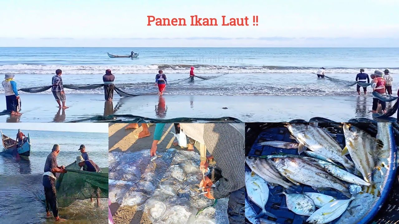 Tarik Jaring Pukat Darat Pesisir Pantai Utara Aceh, Dapat Kawanan Ubur-ubur Dan Ikan Besar