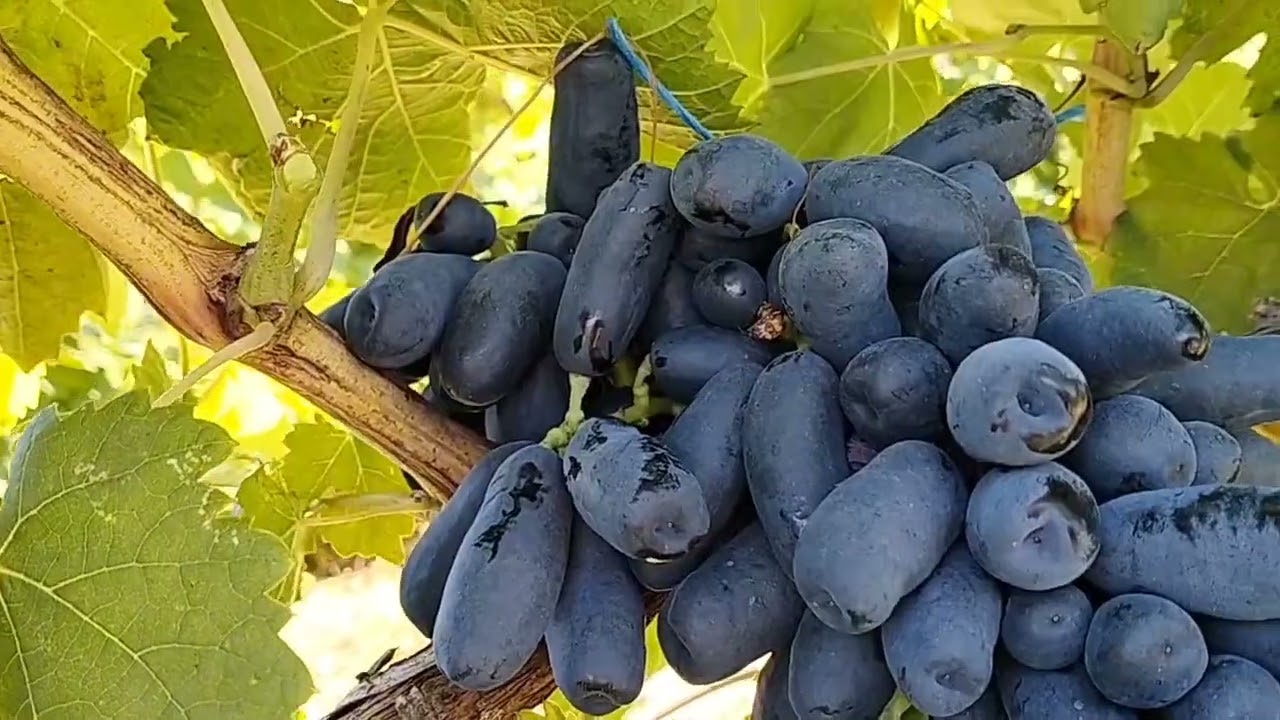 BK seedless, Маджента🔥,  Черномор и другие кишмиши на 27.08.25 