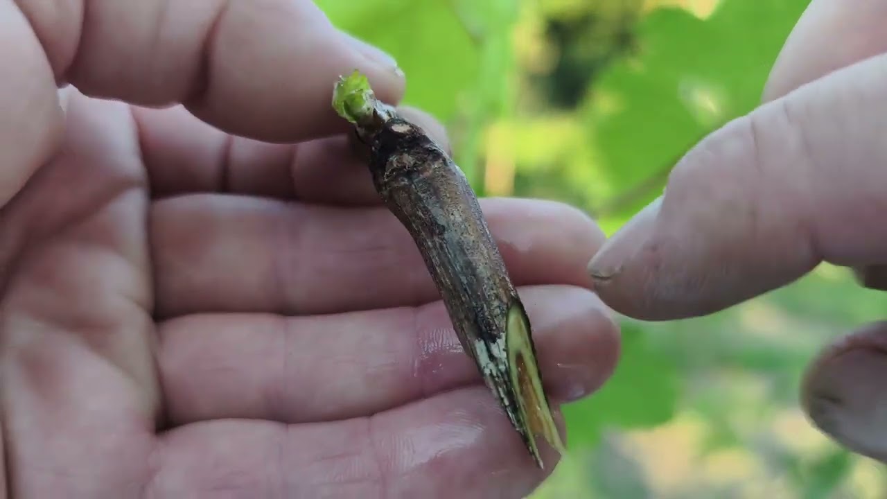 Altoirea Viței de vie Uscat în verde,secrete care alți nu vi le spun