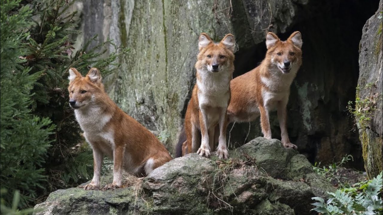 Adorable! Bronx Zoo debuts pack of endandgered fox-like wild dogs