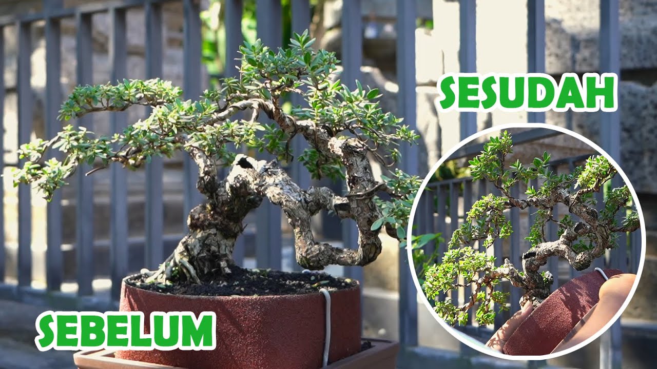 POHON SUDAH BANYAK, TETAP MENCARI BONSAI YANG BAGUS