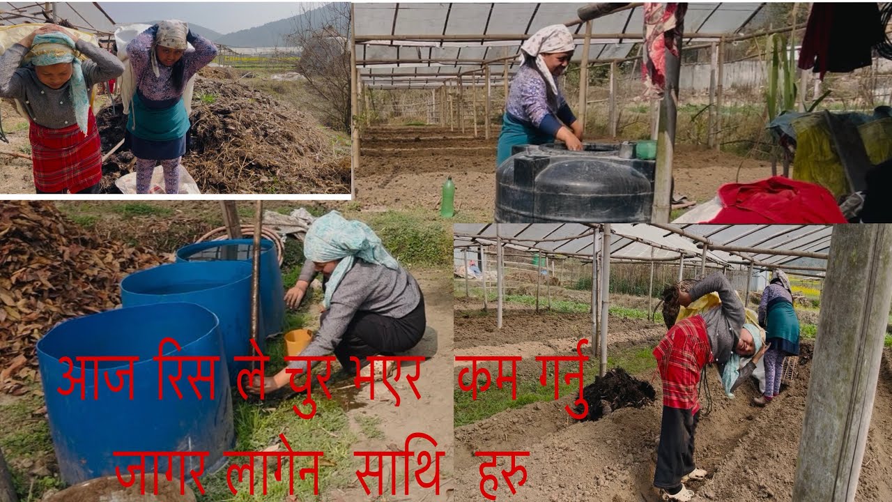 Volg eps-40  गोलभेडा  रोपनु को लागि मल ओसर्दै हामी जेठानि देउरनि❤️