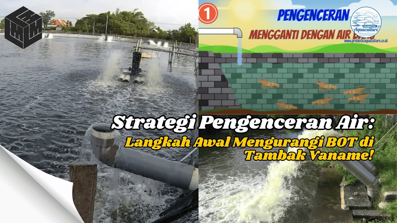 Strategi #1: Pengenceran Air – Langkah Awal Mengurangi BOT di Tambak Vaname!