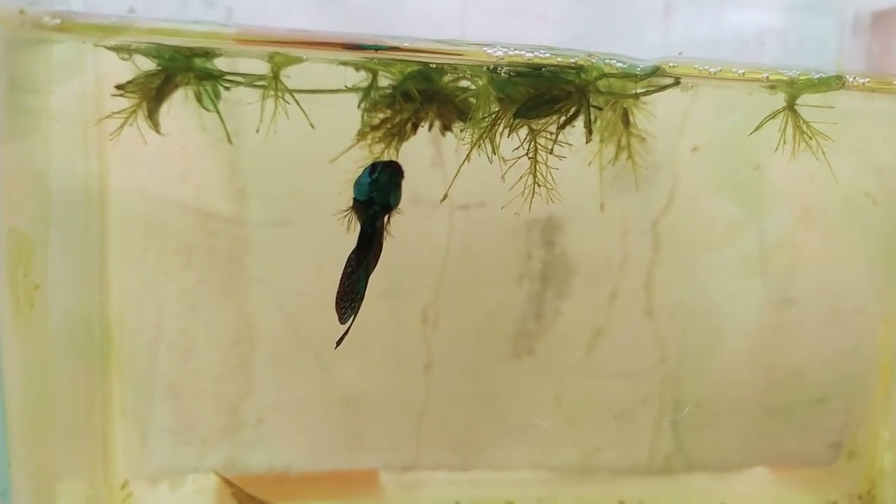 Wildbetta Alien Samurai Copper ⚔️ Alien Samurai Green 🔥