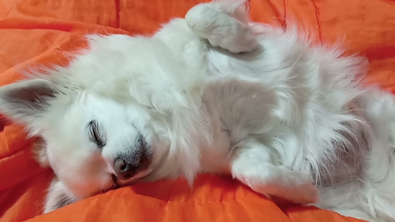生前。愛犬相棒くうたろう