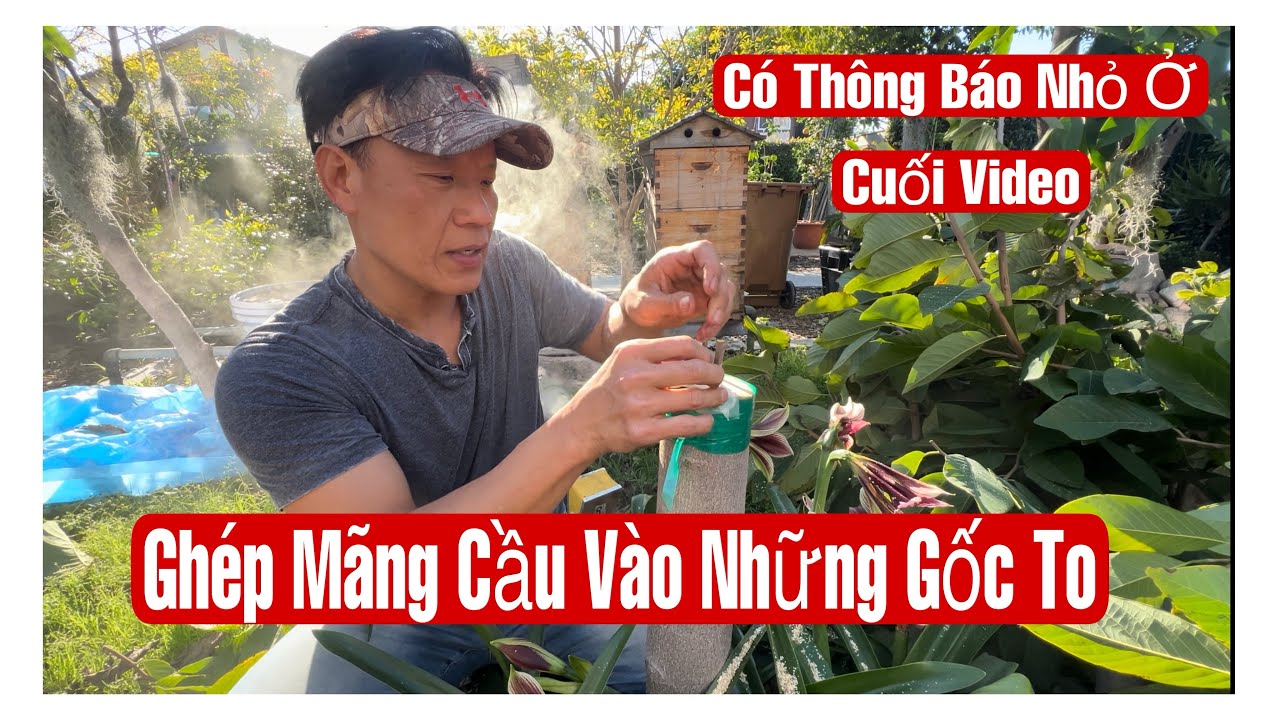 Ghép Mãng Cầu Vào Những Gốc To || MÂY XANH || Video 268