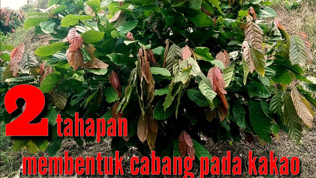cara pangkas tanaman kakao yang benar|| agar tumbuh lebih cepat dan seimbang@ladanggayo8793