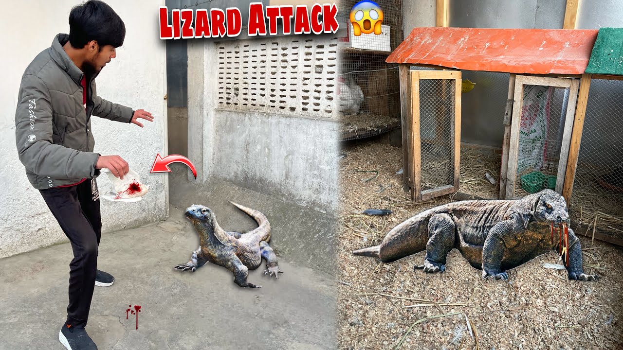 Dragon Lizard Ny Dove Pr Attack Kr Diya 😱 Dove No More! 😭