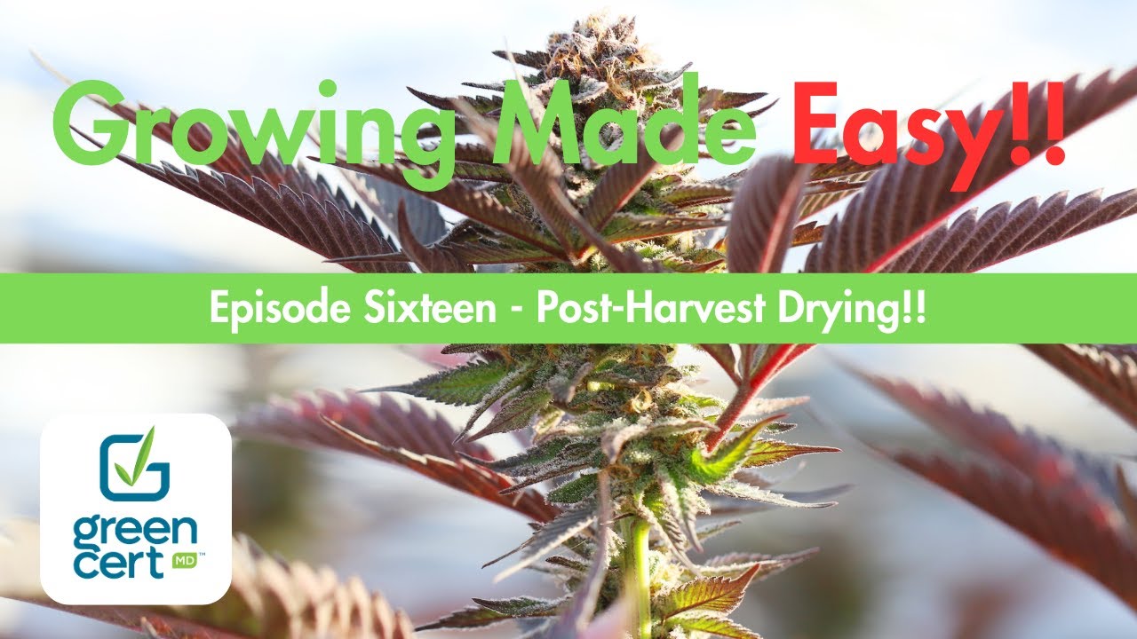 Growing Made Easy! Ep.16 - Post-Harvest Drying!