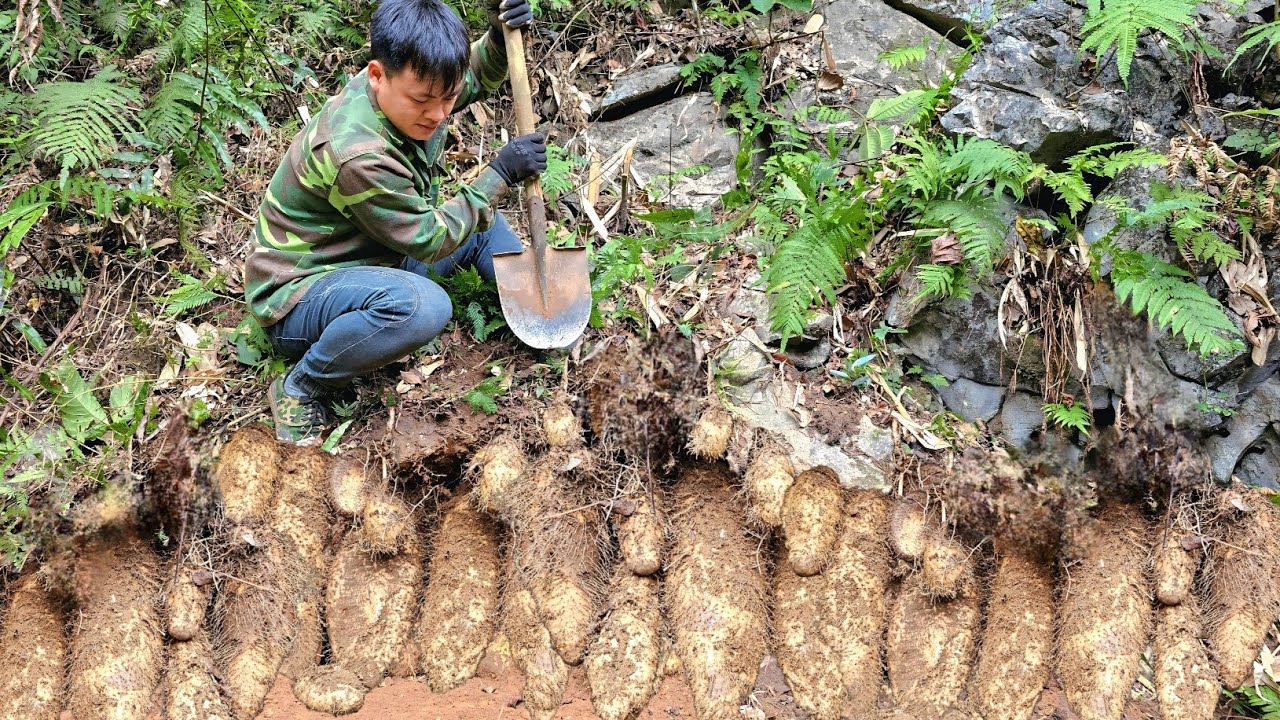 Trieu Kha was surprised to find a huge potato crop that yielded a high-value harvest.