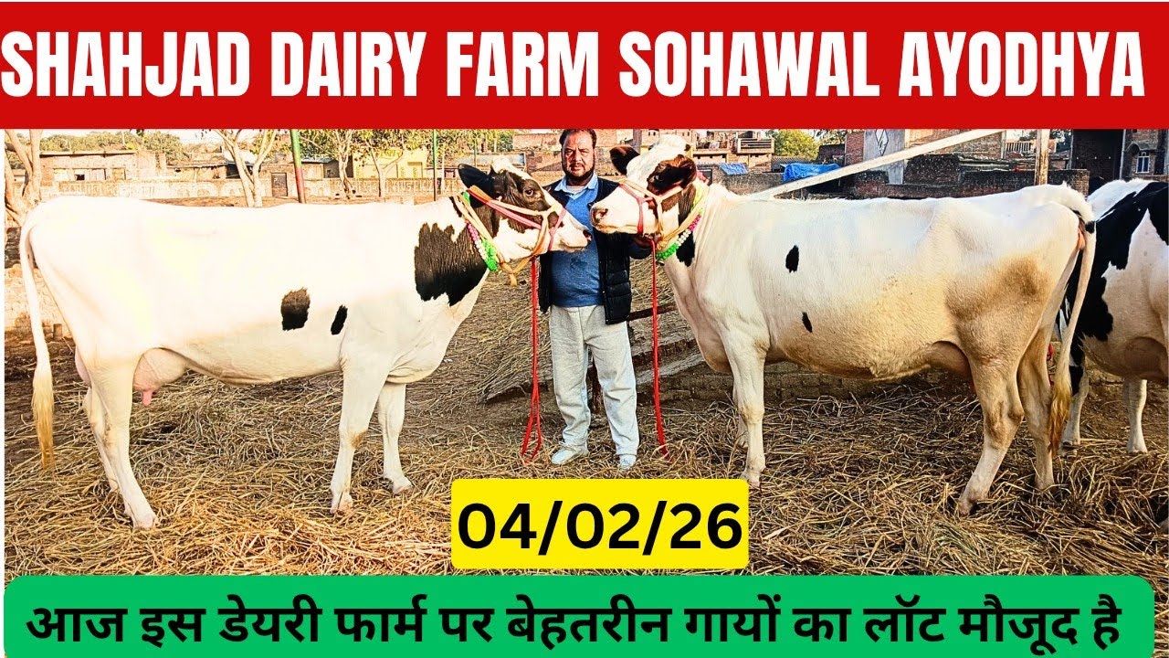 ज्यादा दूध चाहिये तो ,अपने डेयरी फार्म पर ऐसी गाय रखें, Shahjad Dairy Farm sohawal Ayodhya UP 
