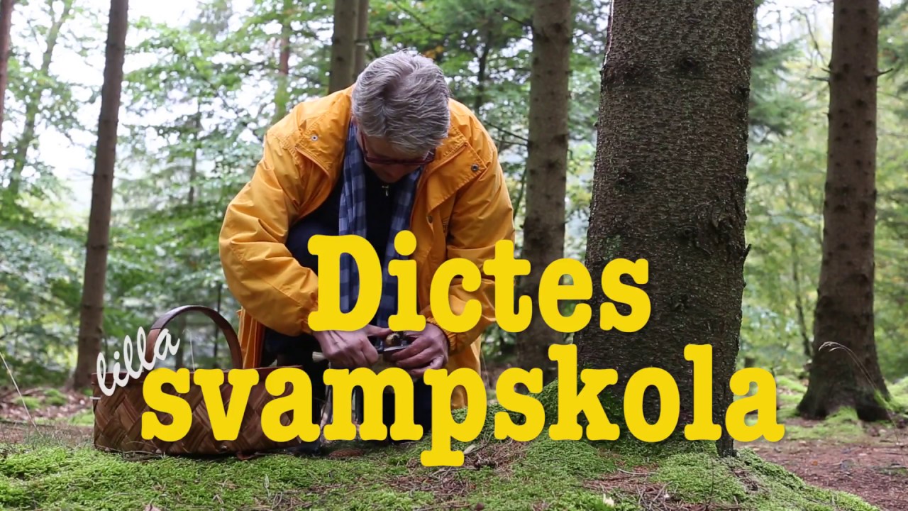 L&auml;r dig plocka svamp med svampkonsulenten Dicte Helmersson