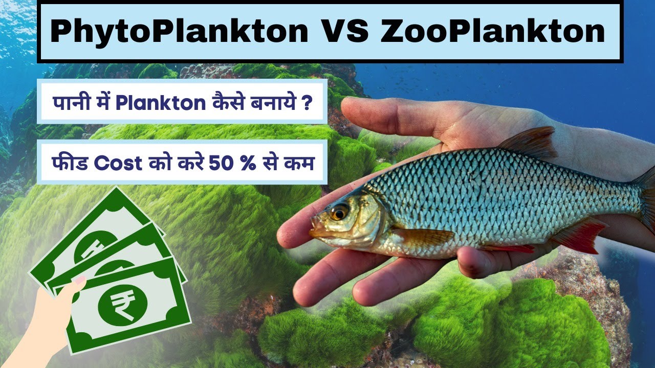 Phytoplankton and Zooplankton👈😀||ये मछलियों का सबसे अच्छा  खाना हैं|| 🤠growth 100  double