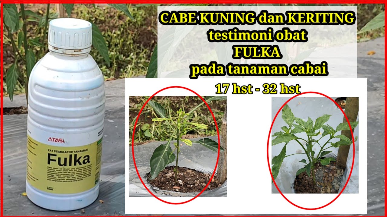 cabe KUNING dan KRITING, Testimoni penggunaan obat FULKA stimulator tanaman pada cabai #cabe