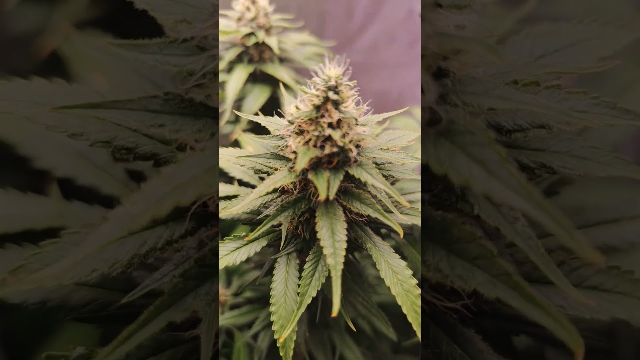 Blackberry Moonrock #cannabis #budporn #floweringplants