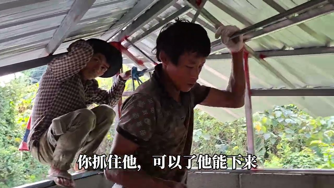 1367:老挝鸡窝转型改造工程