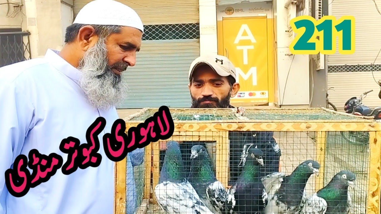 211 ) lari ada kabootar mandi || lahore big birds market || کبوتر منڈی | @amjadaliofficial528