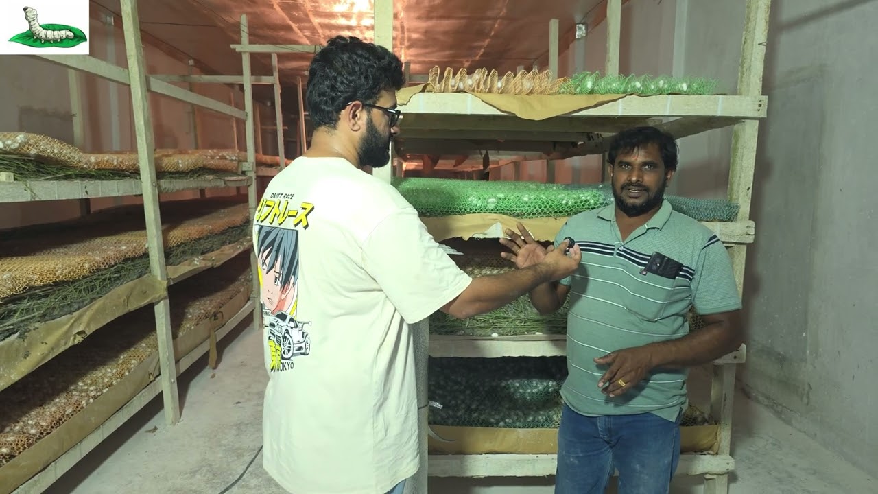 🌧️ EC Shed Silkworm Rearing Success in Heavy Rain | ఈసీ షెడ్‌లో వర్షాల్లోనూ రికార్డు దిగుబడి!