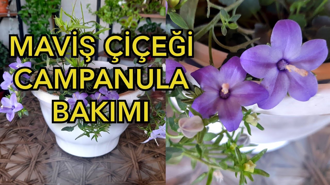 УХОД ЗА СИНИМ ЦВЕТКОМ 💜 КАМПАНУЛА 