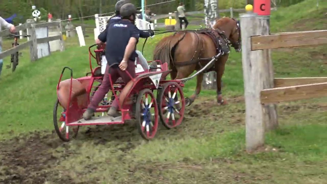 Concours International d'attelage Sélestat ( vidéo 4) : 29 Avril 2023 Marathon - Cross